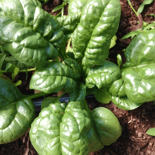 BC Eco Abundant Bloomsdale Spinach 200 seeds