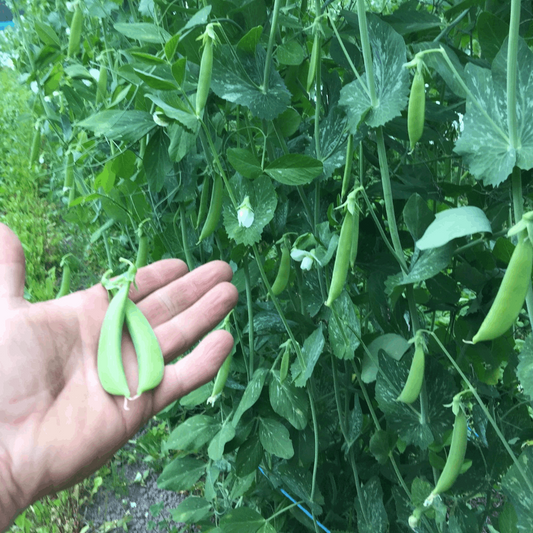 BC Eco Amish Snap Peas 35 seeds