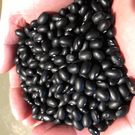 BC Eco Black Turtle Bean 35 seeds