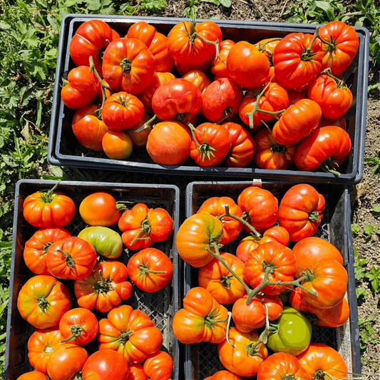 BC Eco Giant Crimson Tomato 25 seeds