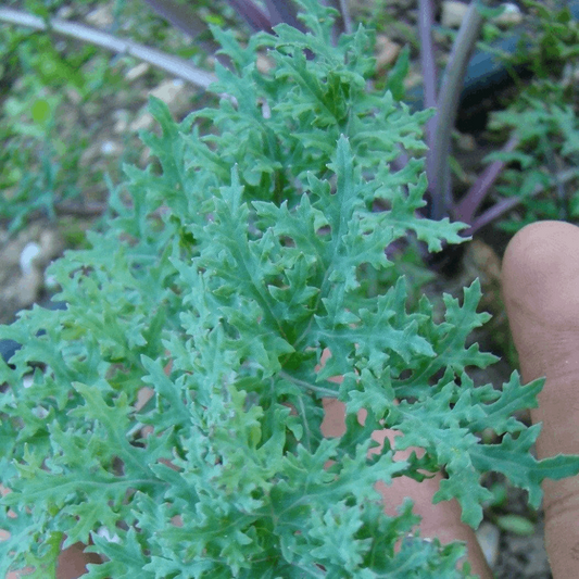 BC Eco Mossy Kale 100 seeds