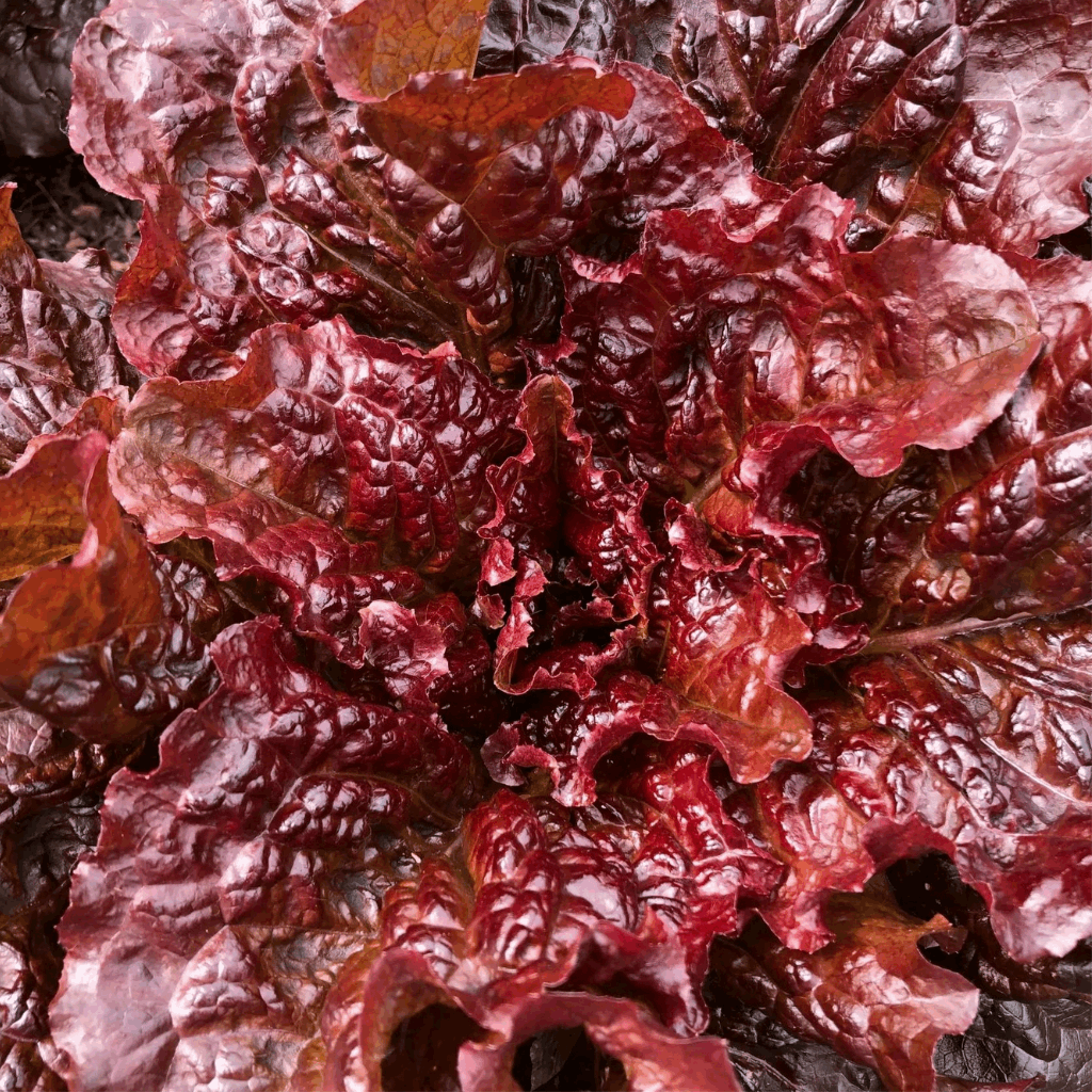 BC Eco Outredgeous Lettuce 500 seeds