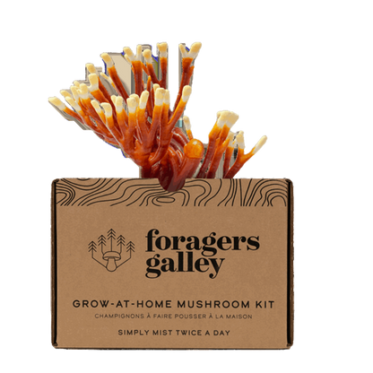 Foragers Galley Antler Reishi Grow at Home Kit