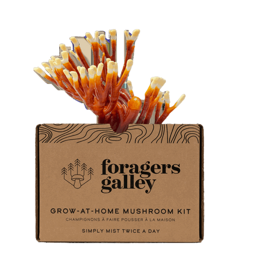 Foragers Galley Antler Reishi Grow at Home Kit
