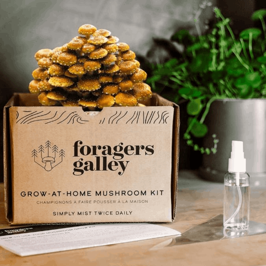 Foragers Galley Chestnut Grow at Home Kit