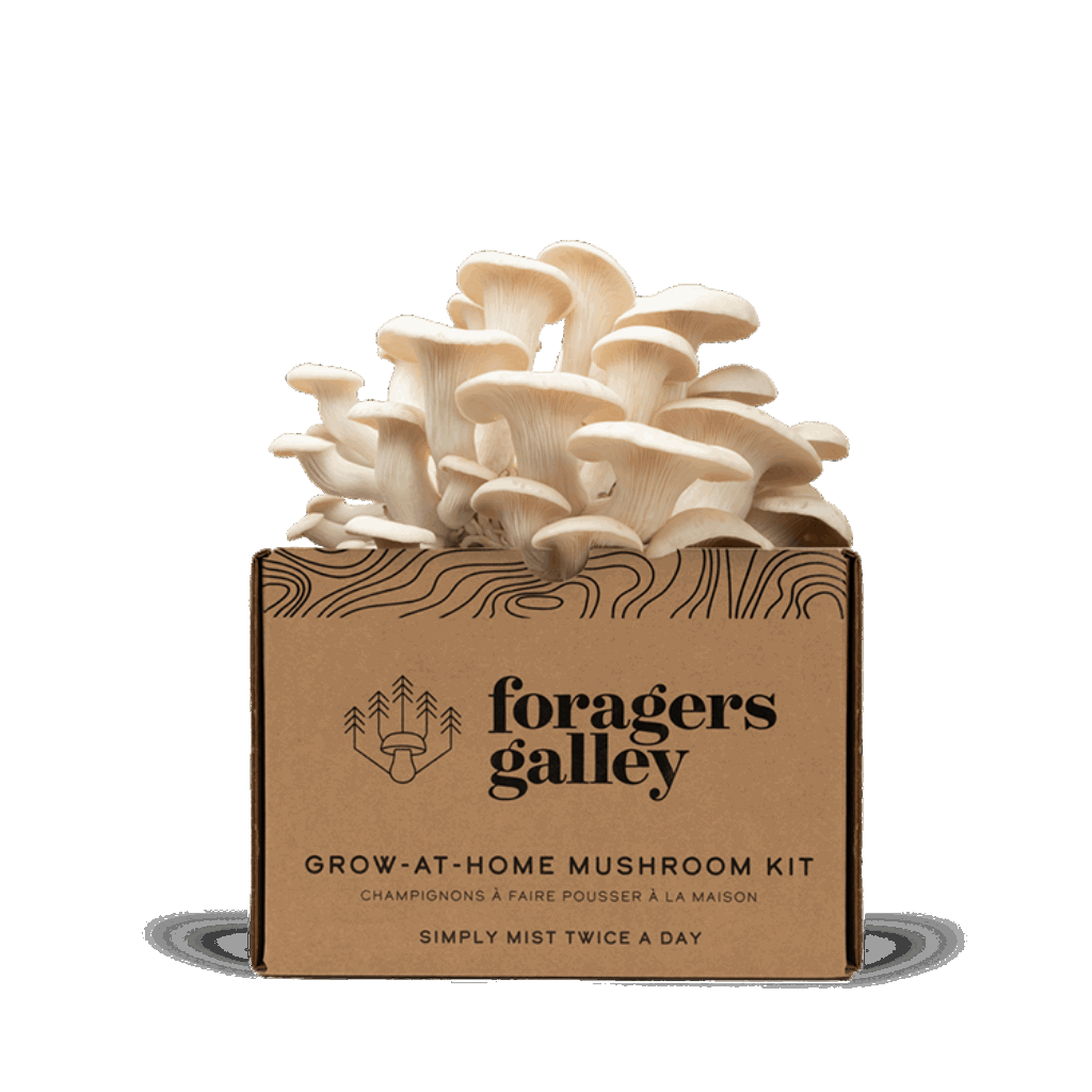 Foragers Galley Snow Oyester Grow at Home Kit