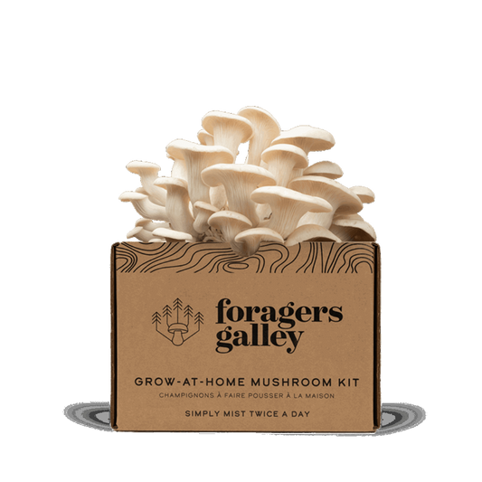 Foragers Galley Snow Oyester Grow at Home Kit